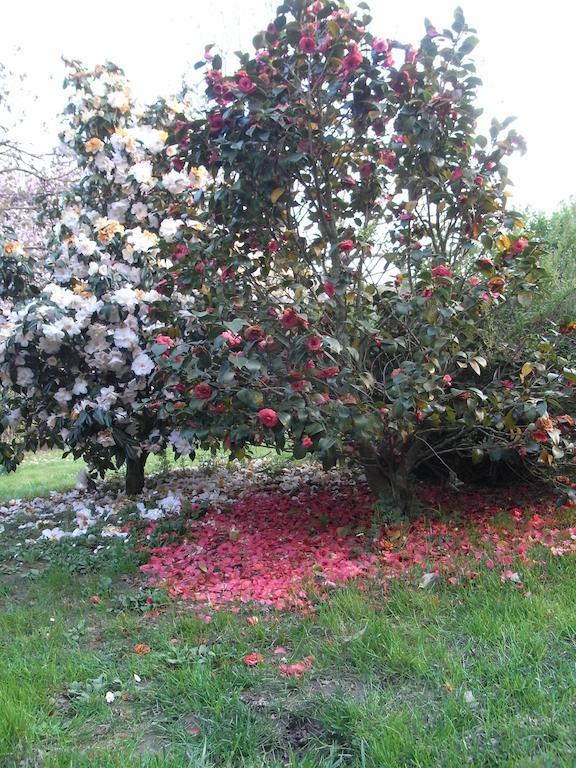 B&B Casa Passito Pavone Canavese Bagian luar foto